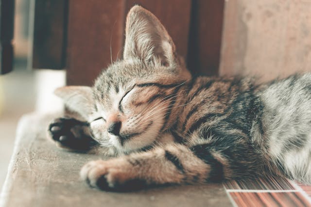 slapende kat die thuis is gebleven tijdens de vakantie